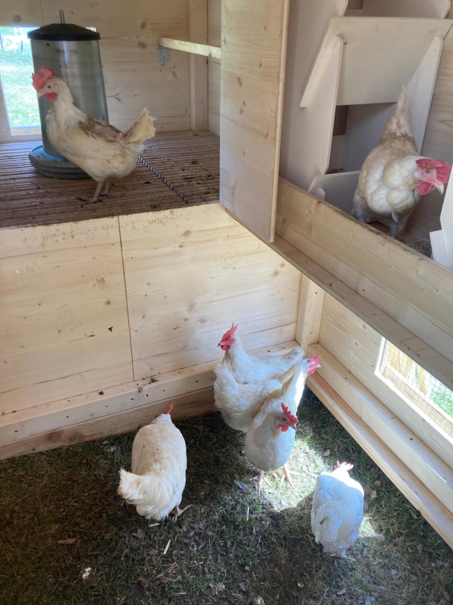Villa Urlaub Am Bio-Bauernhof Liebchen Zeutschach Esterno foto